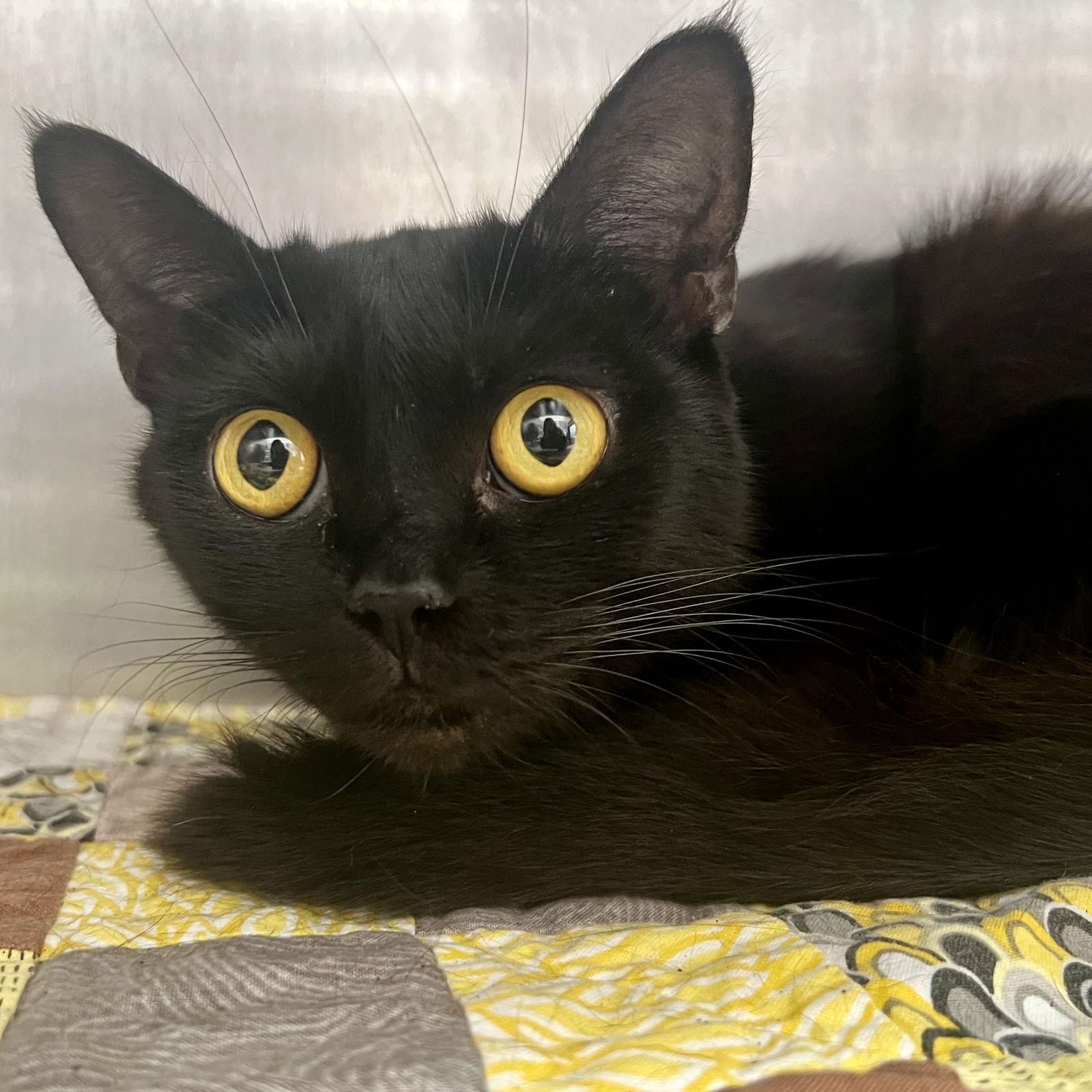 Goldie, a Adoptable Domestic Short Hair in Oakland, CA image 1/3