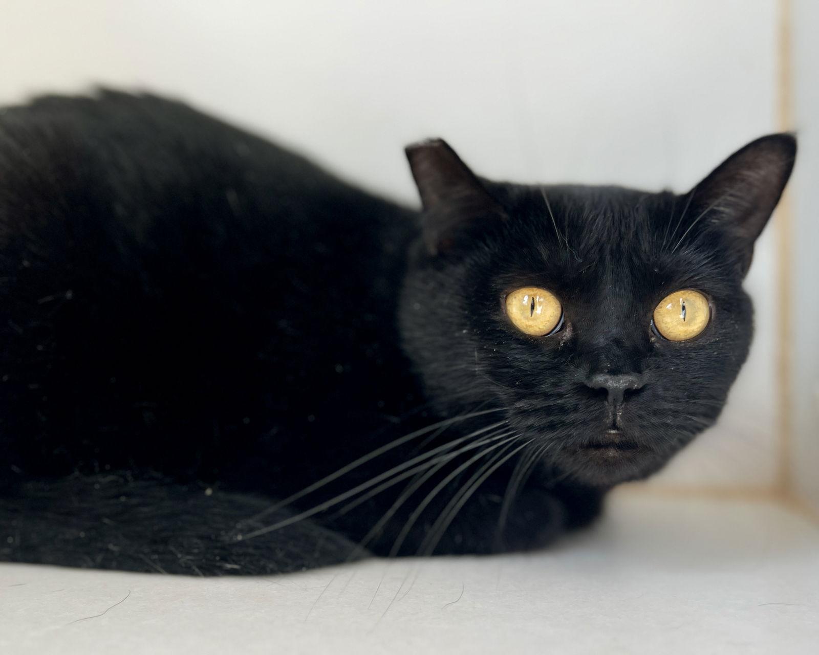 Goldie, a Adoptable Domestic Short Hair in Oakland, CA image 2/3