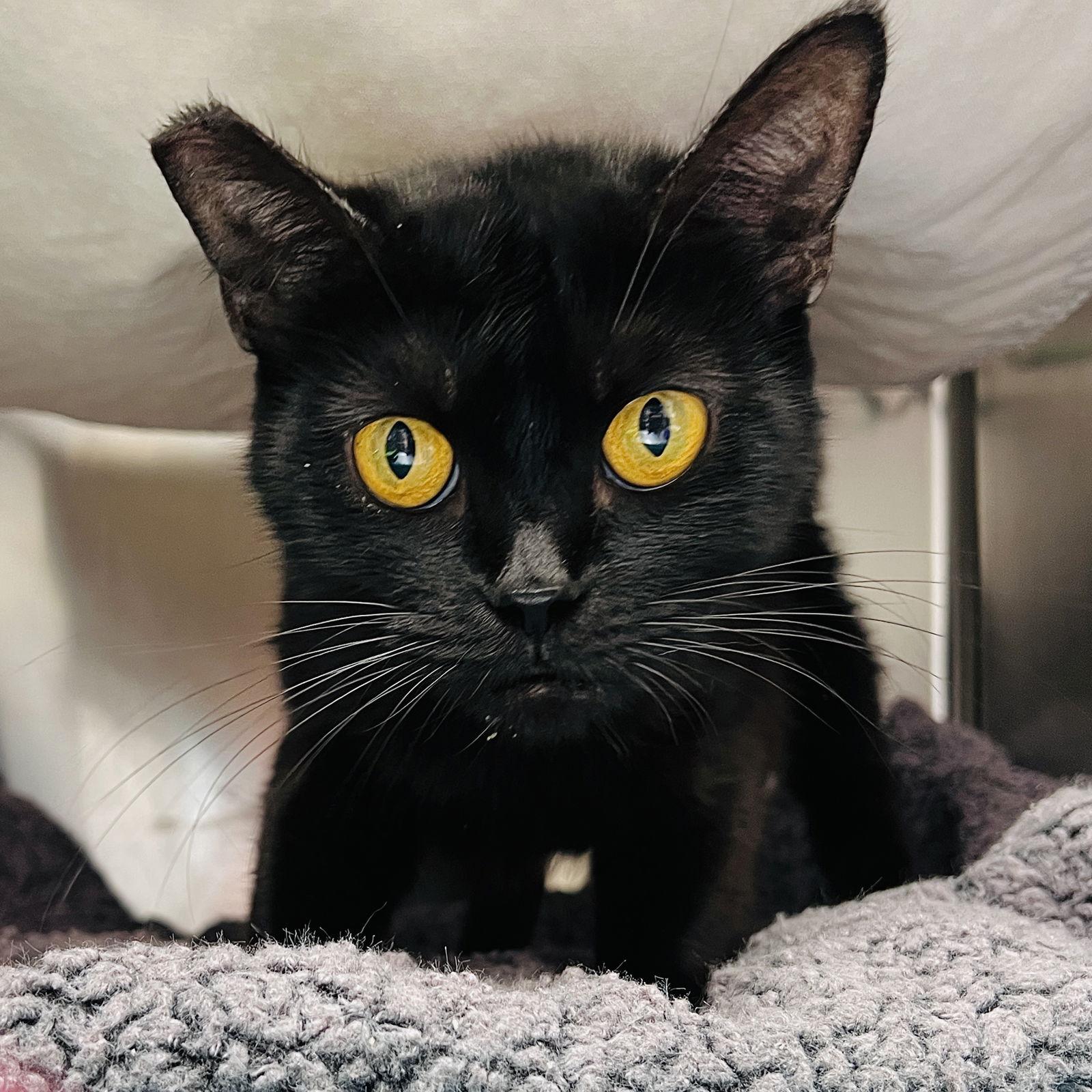 Goldie, a Adoptable Domestic Short Hair in Oakland, CA image 3/3