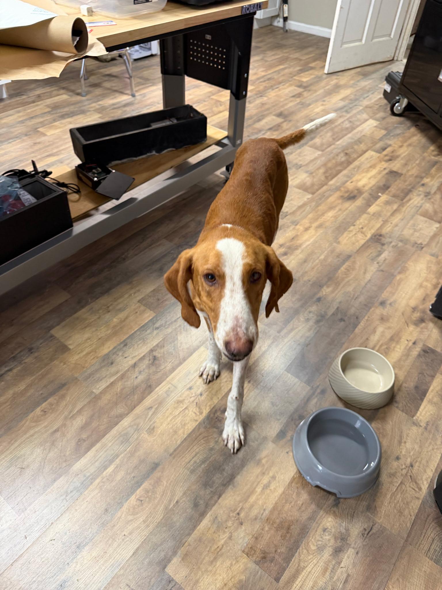 Pedro, ADOPTABLE, Young Male Coonhound.