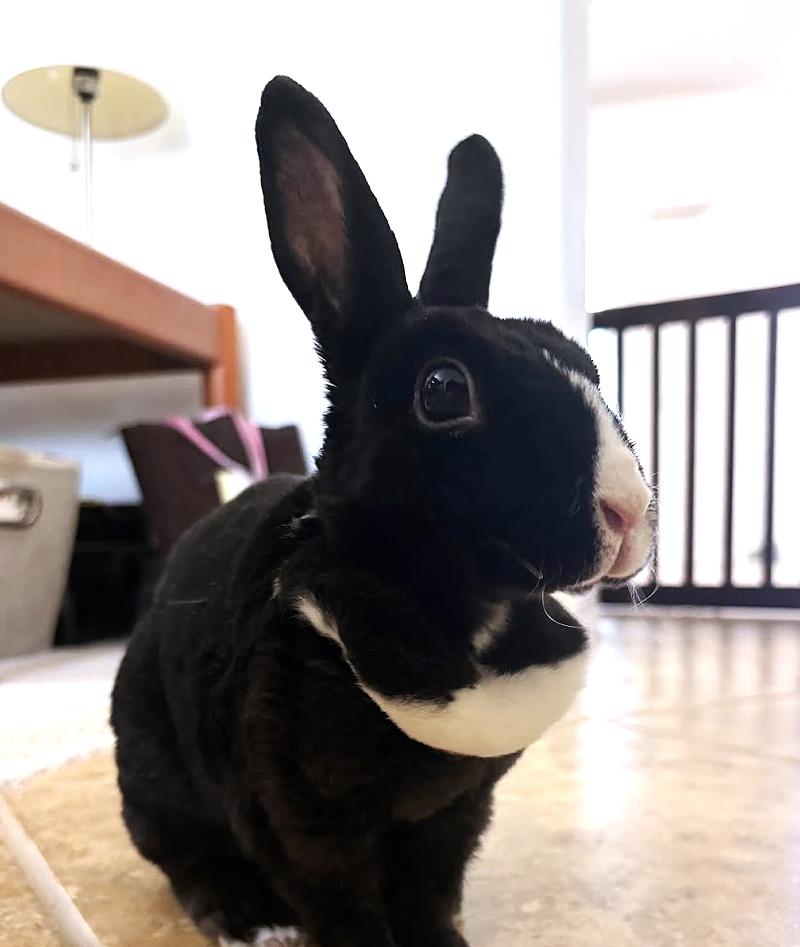Lychee, Adoptable, Adult Female Dutch & Rex.