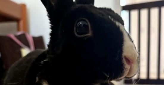 Enlarge Lychee, a Adoptable mixed breed in Longwood, FL image 3/6