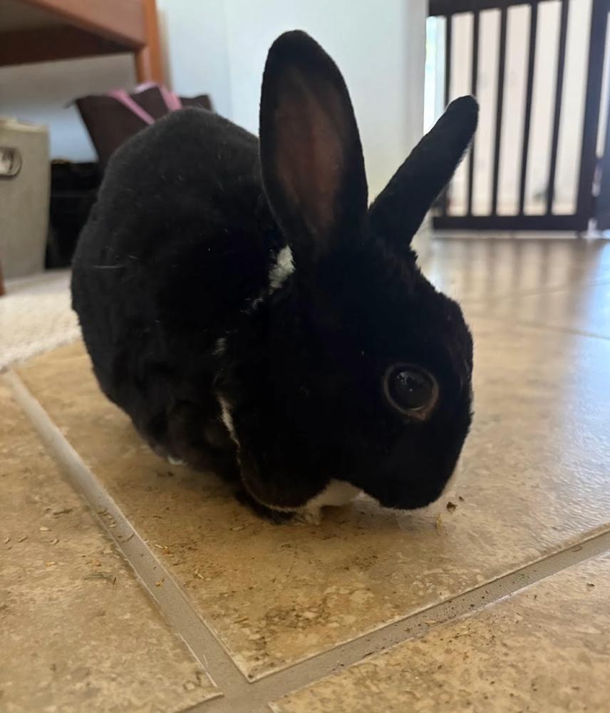 Enlarge Lychee, a Adoptable mixed breed in Longwood, FL image 4/6