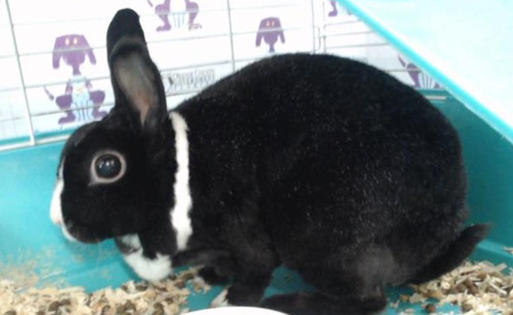 Enlarge Lychee, a Adoptable mixed breed in Longwood, FL image 5/6