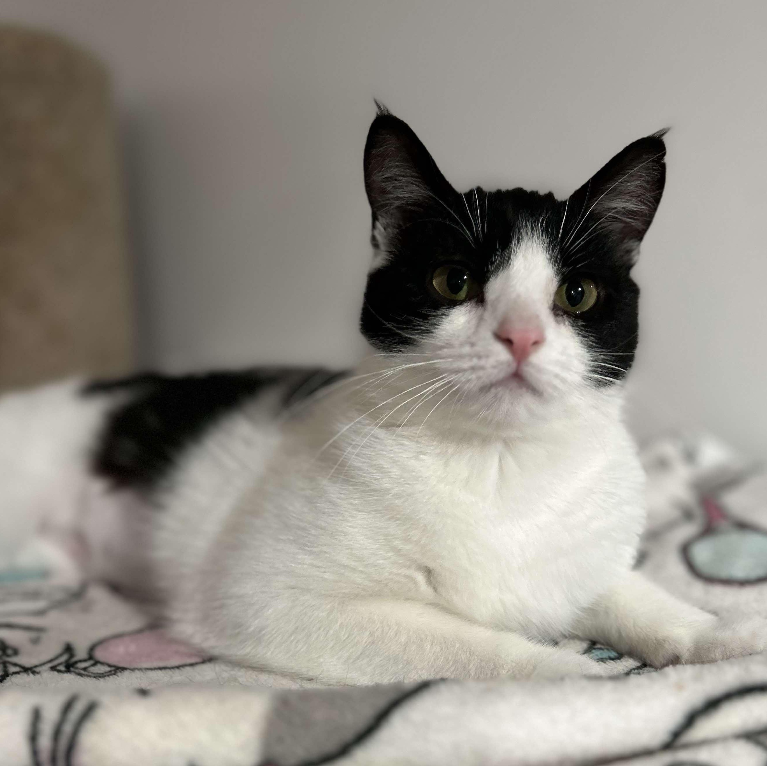 Pebbles, a Adoptable Domestic Short Hair in North Huntingdon, PA image 2/6