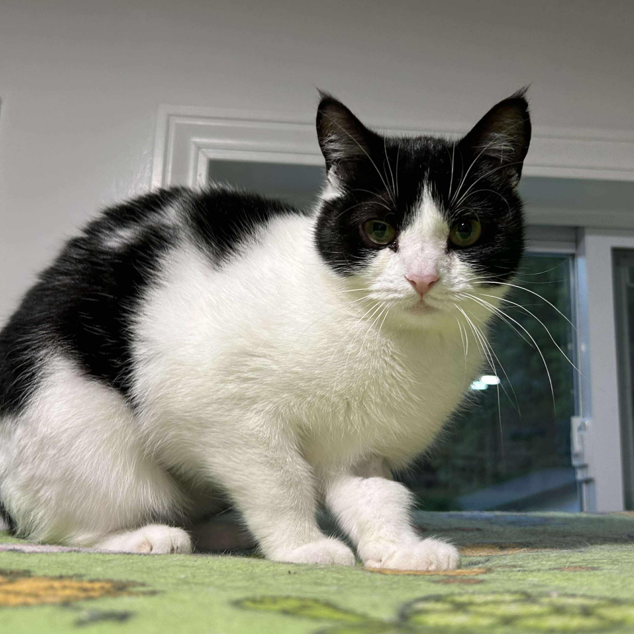 Pebbles, a Adoptable Domestic Short Hair in North Huntingdon, PA image 3/6