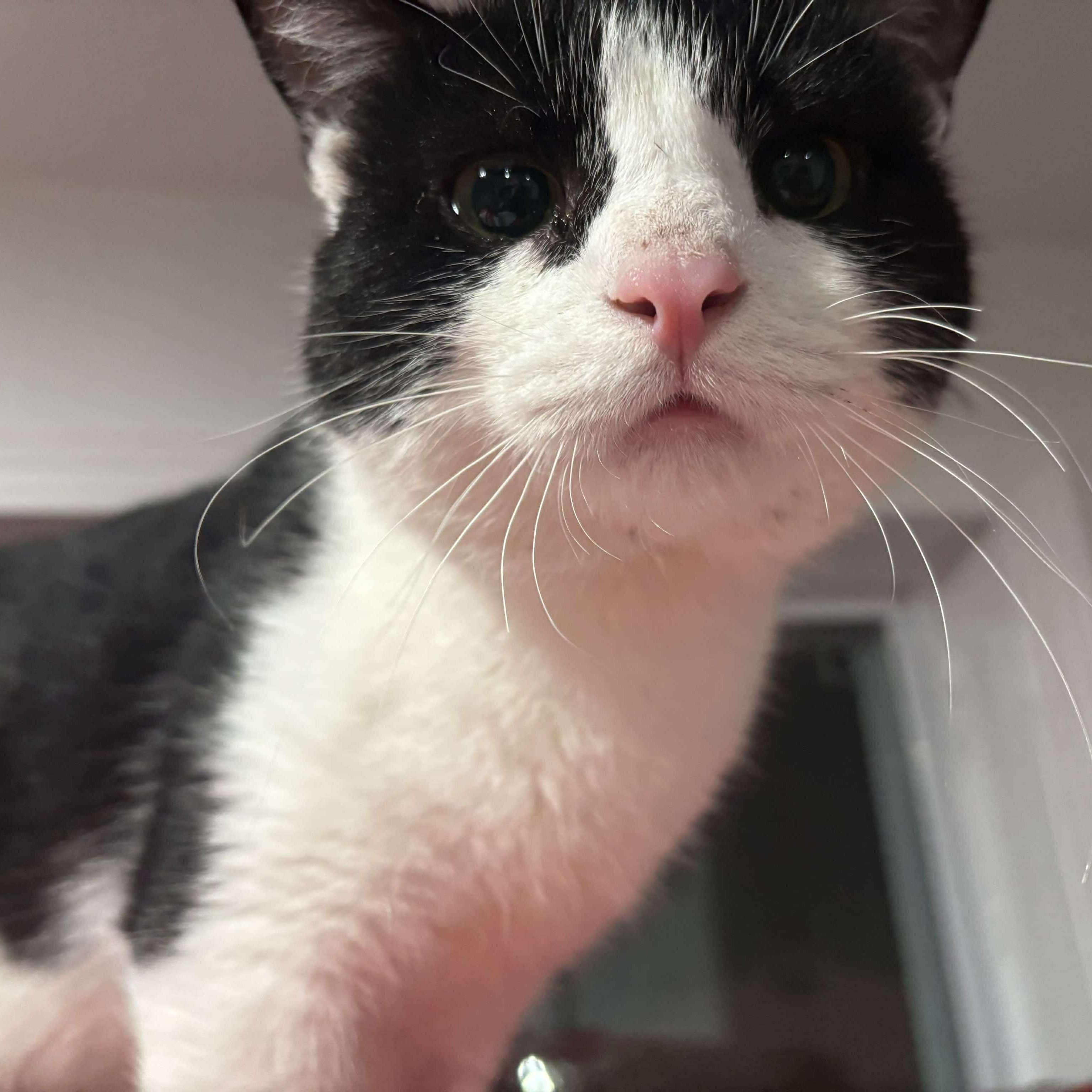 Pebbles, a Adoptable Domestic Short Hair in North Huntingdon, PA image 4/6