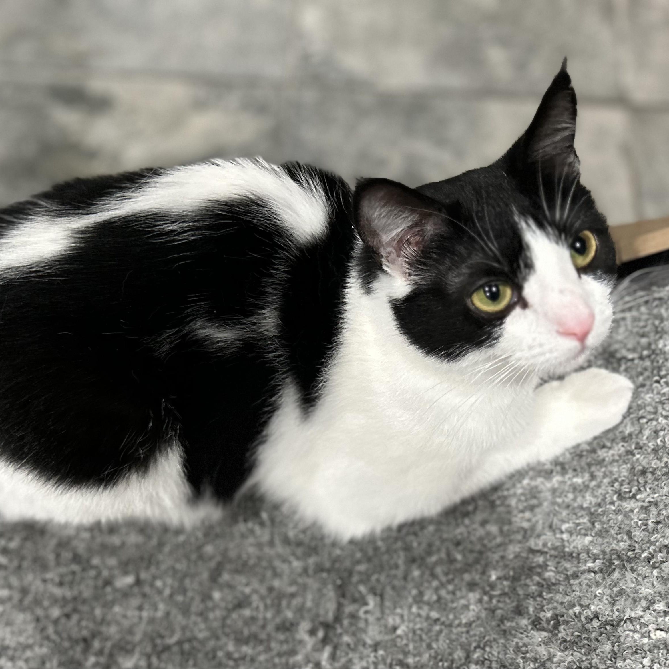 Pebbles, a Adoptable Domestic Short Hair in North Huntingdon, PA image 1/6