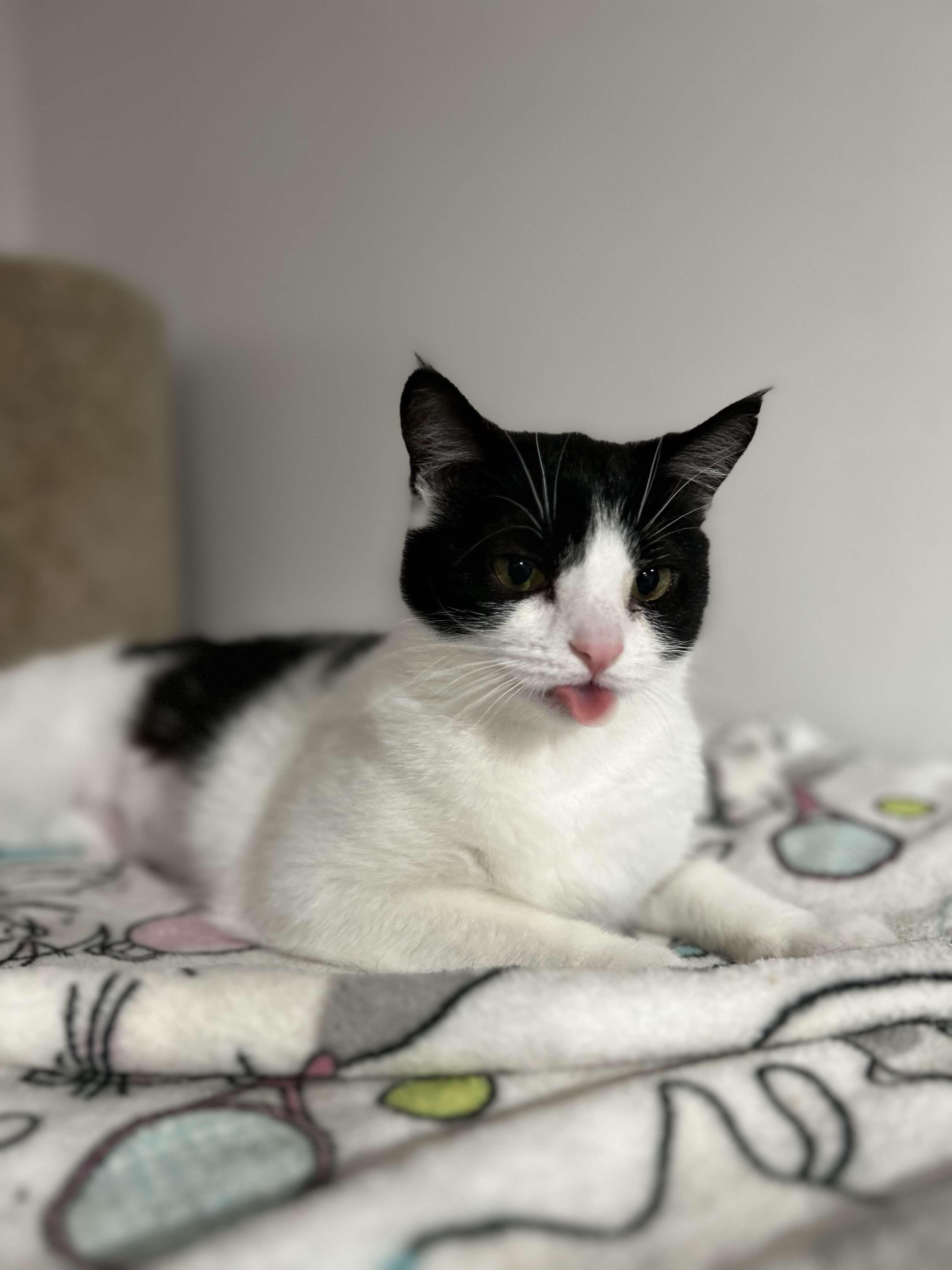 Pebbles, Young Female unknown