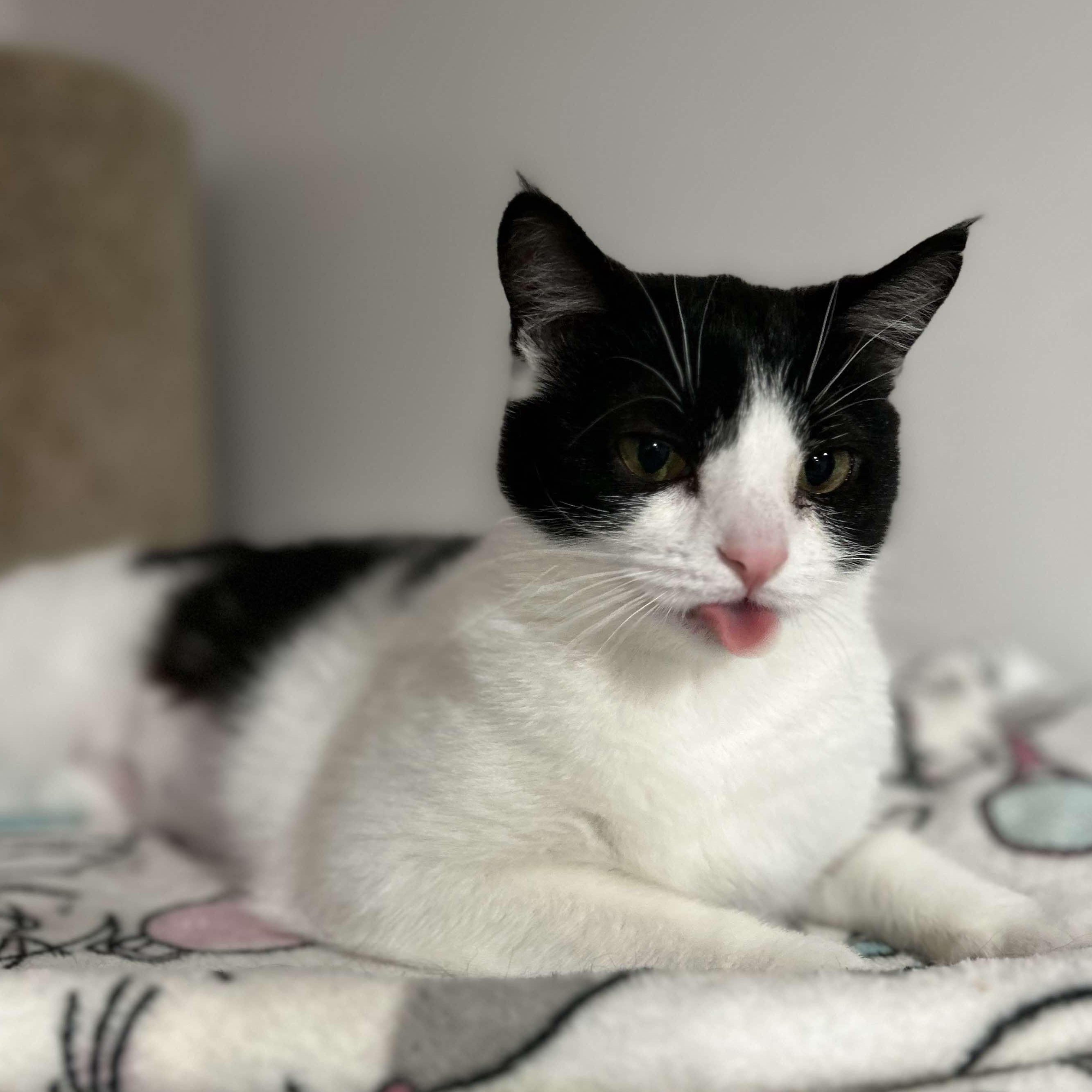 Pebbles, a Adoptable Domestic Short Hair in North Huntingdon, PA image 5/6