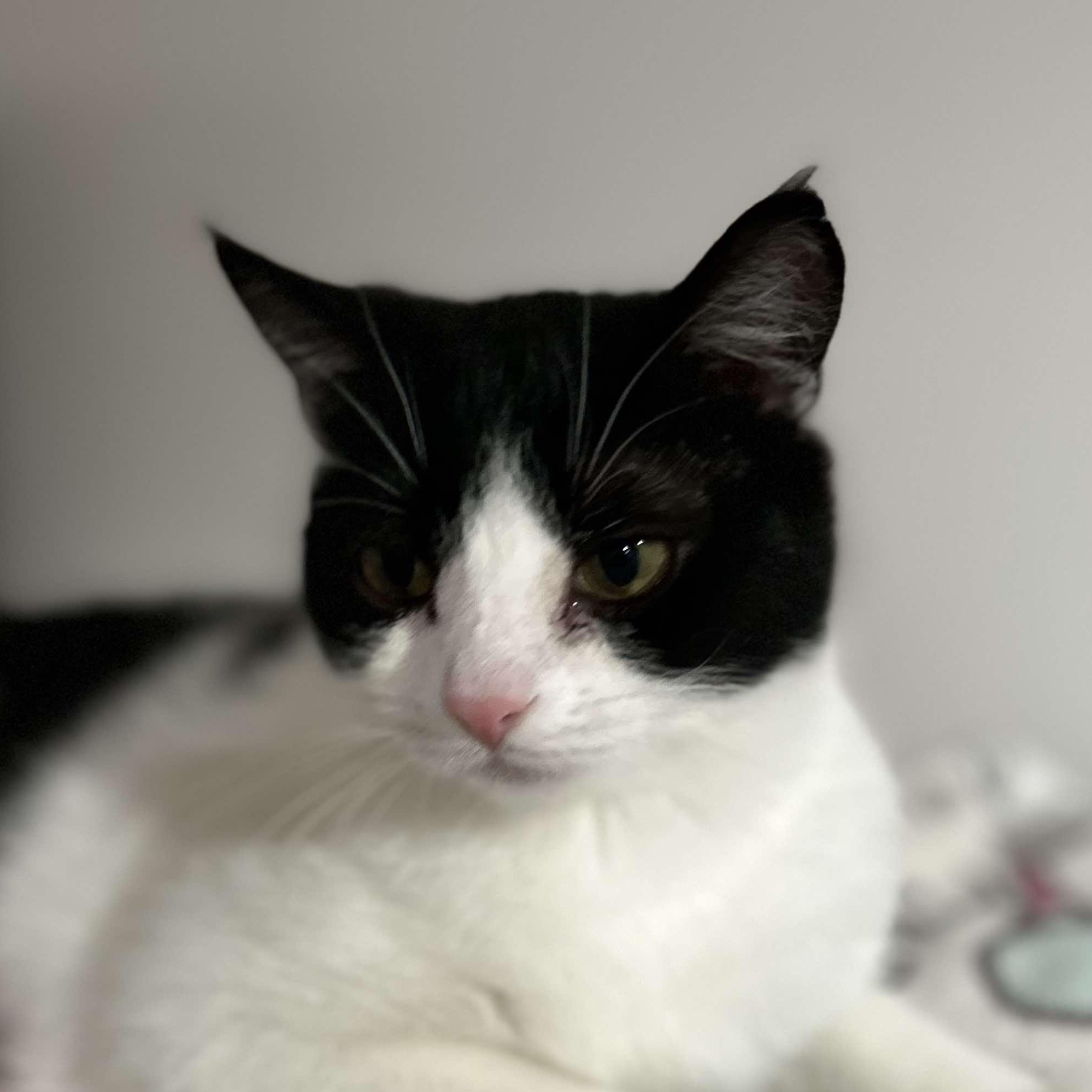 Pebbles, a Adoptable Domestic Short Hair in North Huntingdon, PA image 6/6