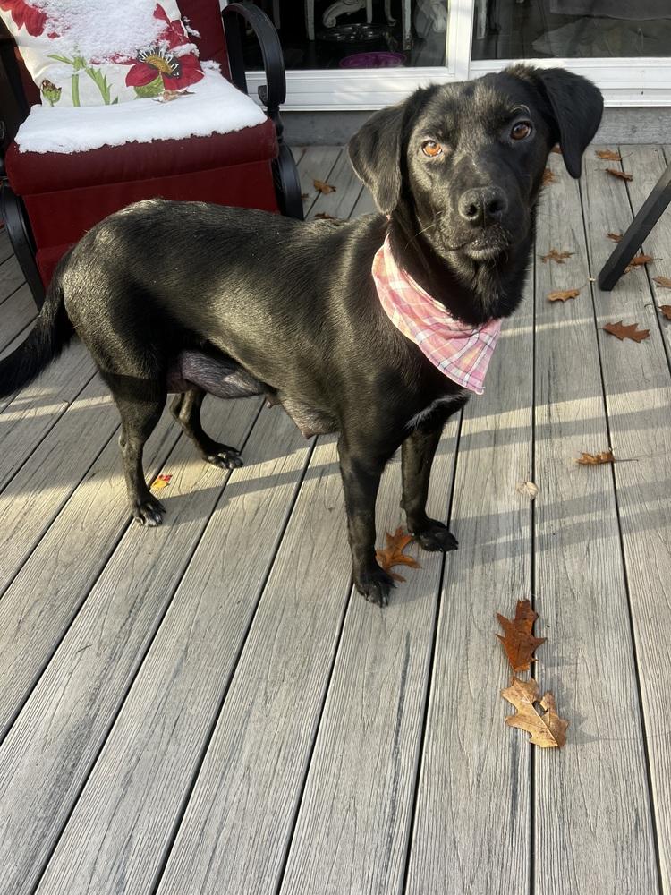 Danny-Blue Bloods Litter, Adoptable, Puppy Male Mixed Breed.