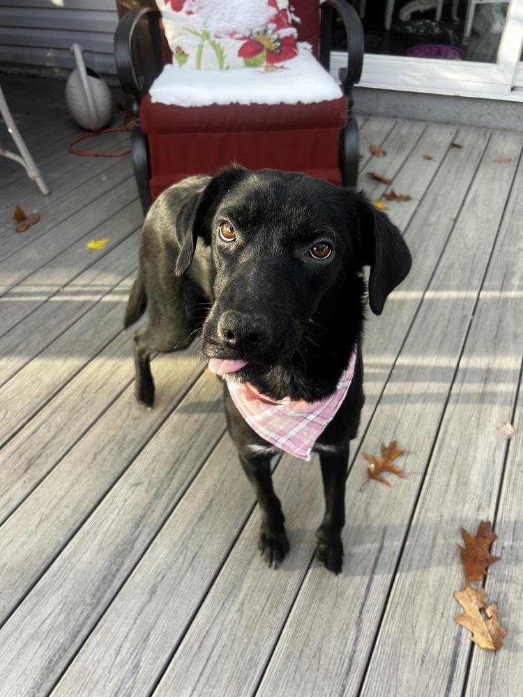 Dannyblue Bloods Litter thumbnail 3