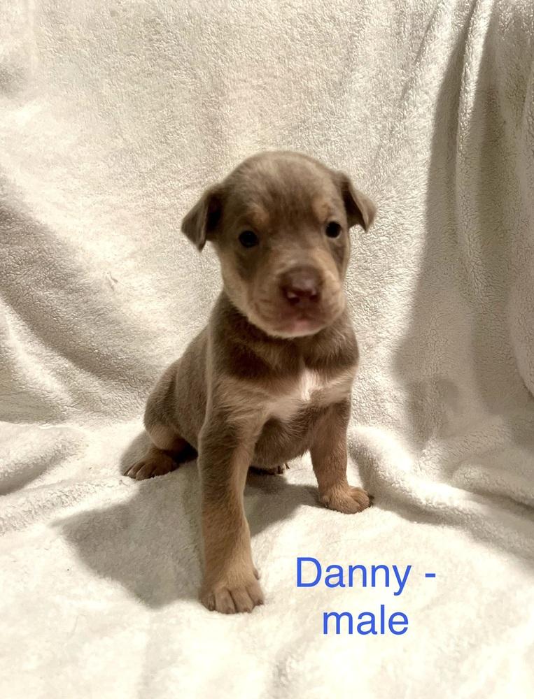 Dannyblue Bloods Litter thumbnail 4