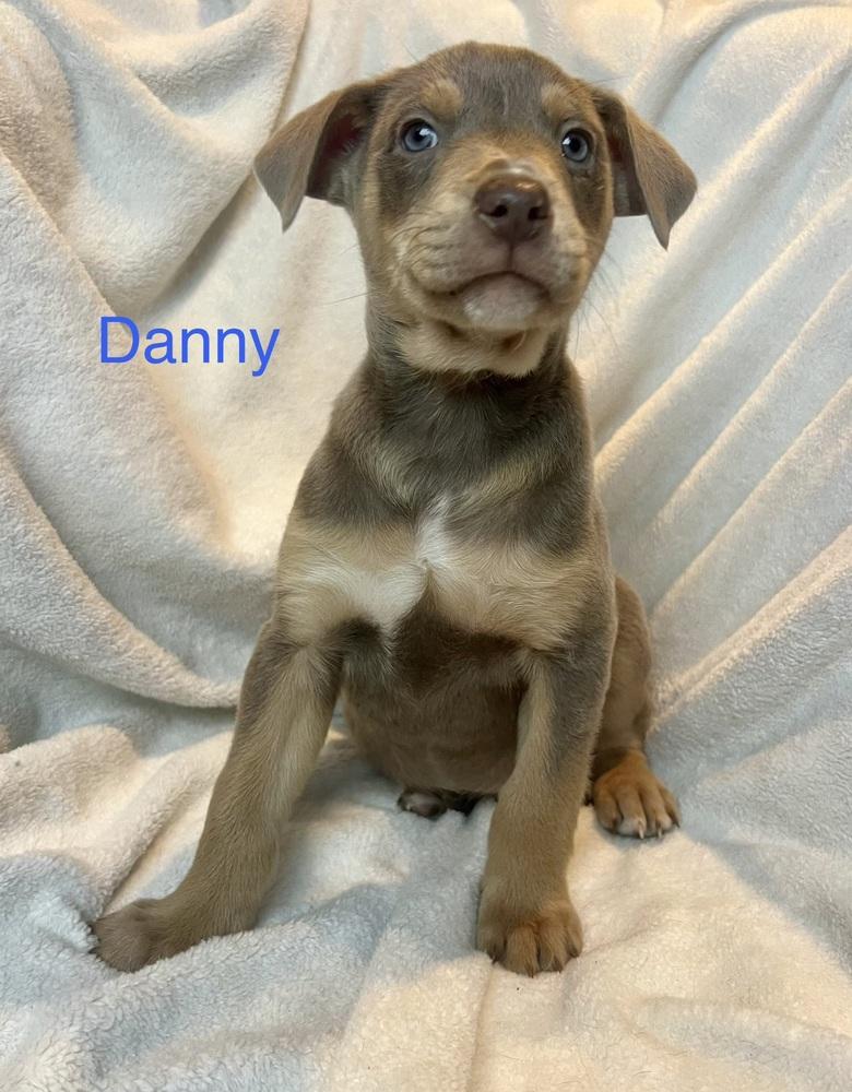 Dannyblue Bloods Litter thumbnail 5