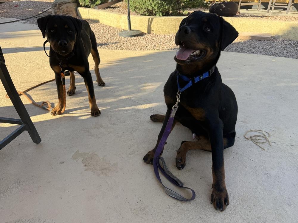 Aladdin, a Adoptable Rottweiler in Gilbert, AZ image 1/4