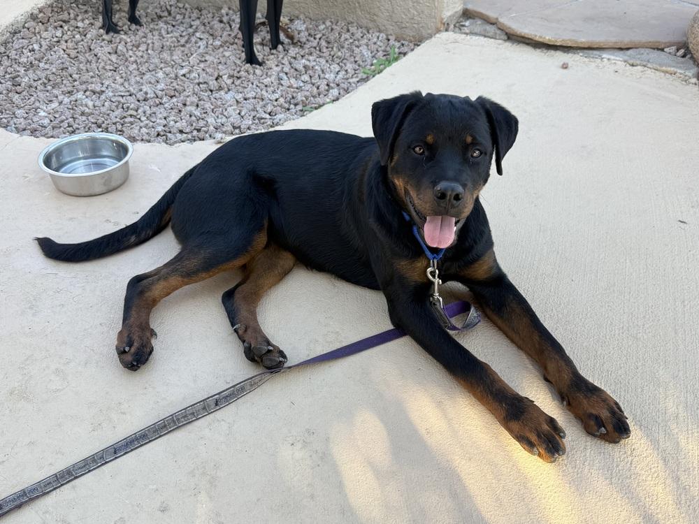 Aladdin, a Adoptable Rottweiler in Gilbert, AZ image 2/4