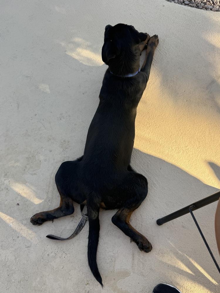 Aladdin, a Adoptable Rottweiler in Gilbert, AZ image 3/4