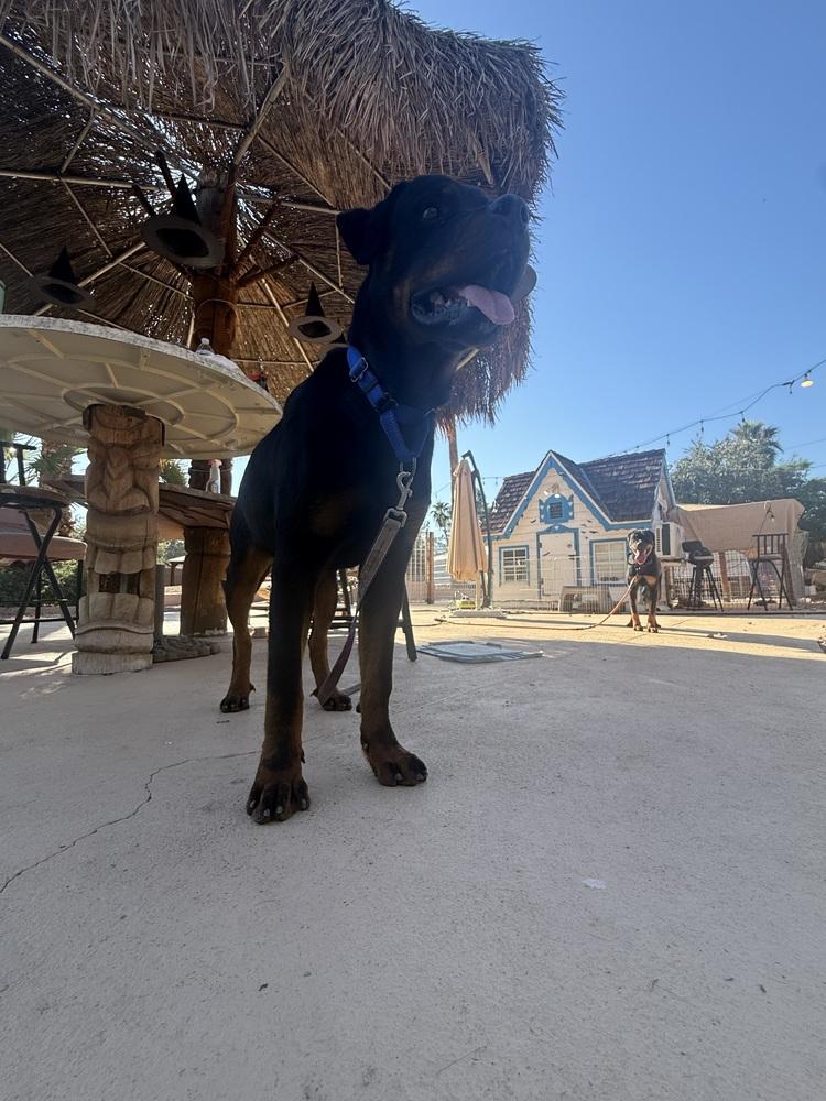 Aladdin, a Adoptable Rottweiler in Gilbert, AZ image 4/4