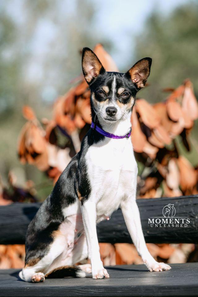 Ziva, Adoptable, Young Female Rat Terrier.