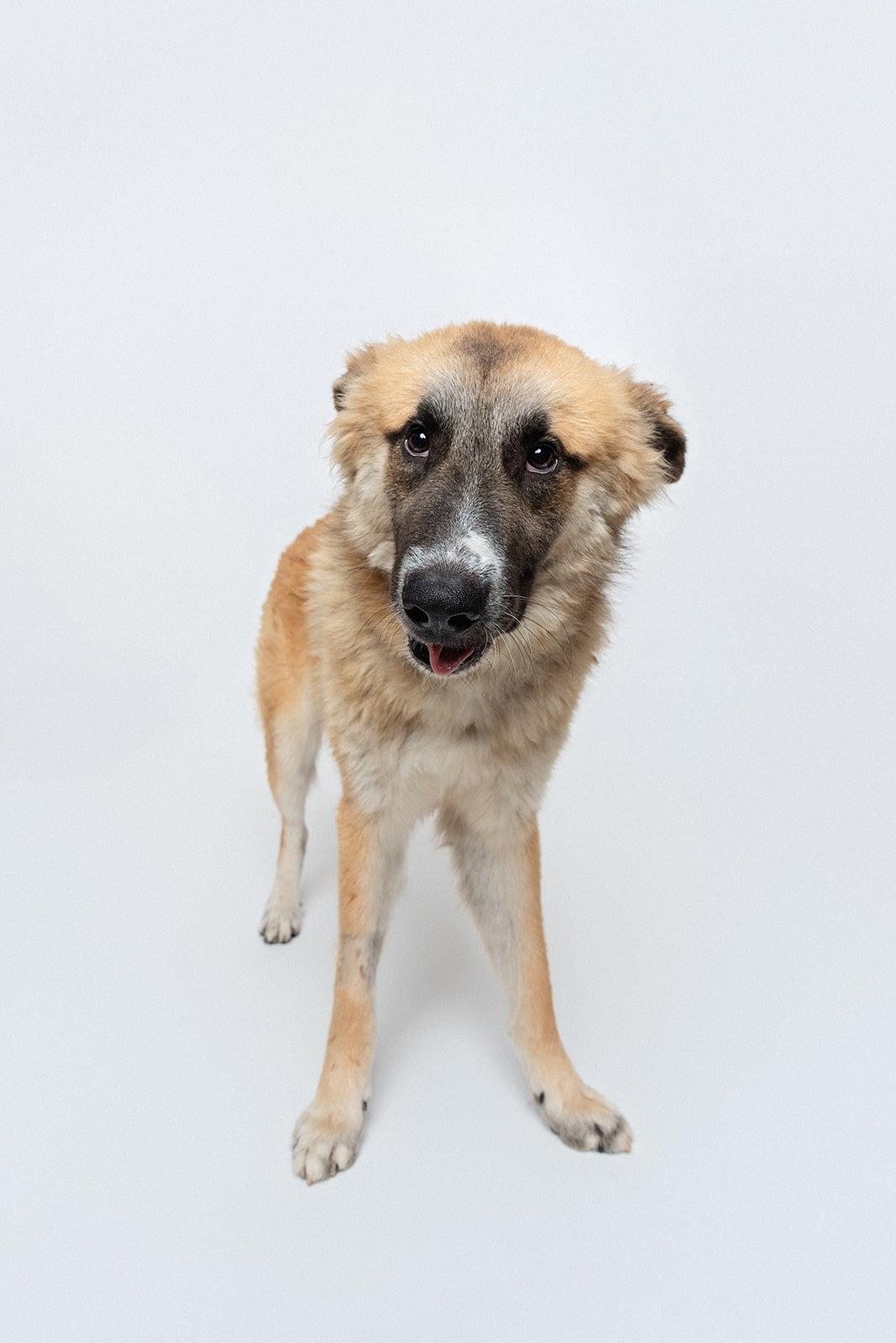 Enlarge Biscuit (Chip), a Adoptable Anatolian Shepherd in Houston, TX image 1/3