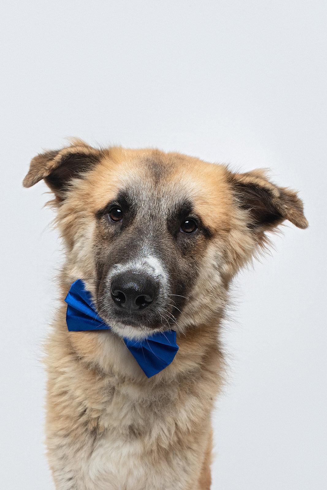 Enlarge Biscuit (Chip), a Adoptable Anatolian Shepherd in Houston, TX image 2/3