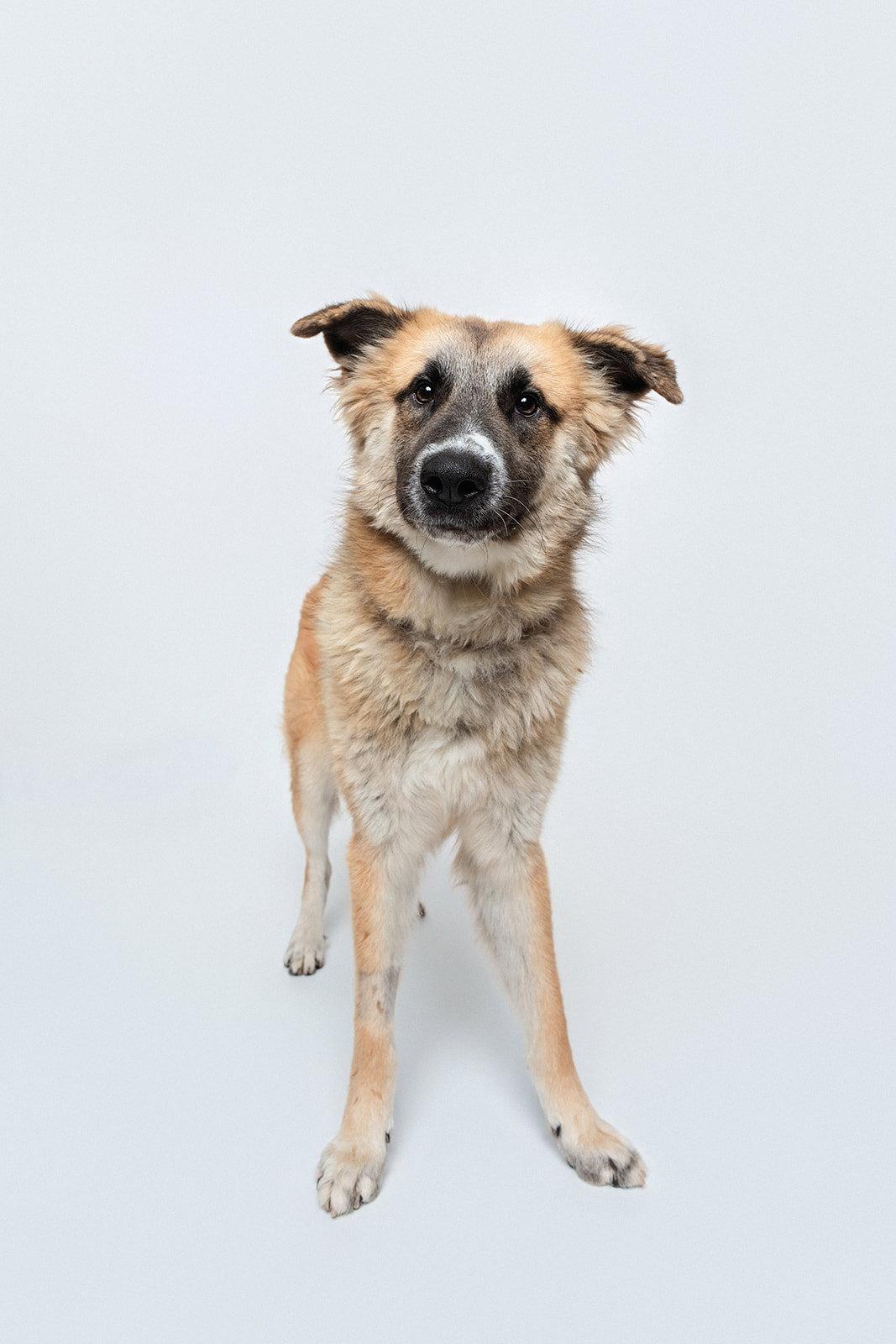 Enlarge Biscuit (Chip), a Adoptable Anatolian Shepherd in Houston, TX image 3/3