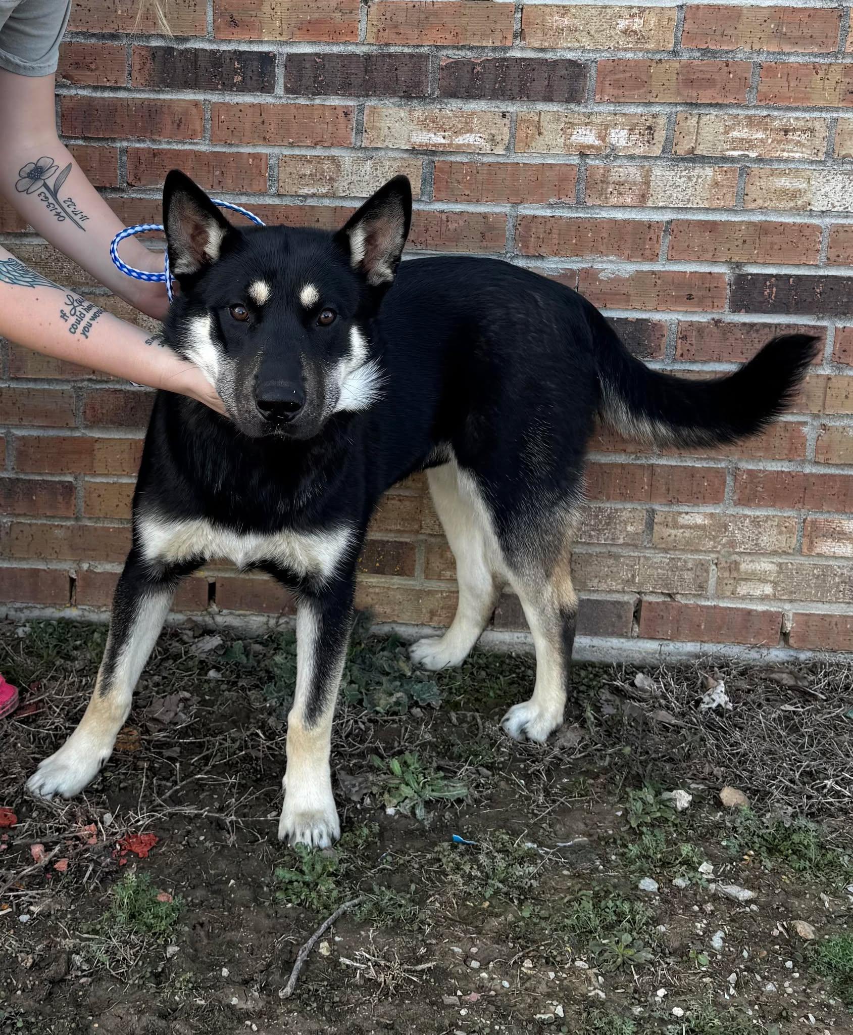 Enlarge Cash, an adopted mixed breed in Brownsville, TN image 1/1