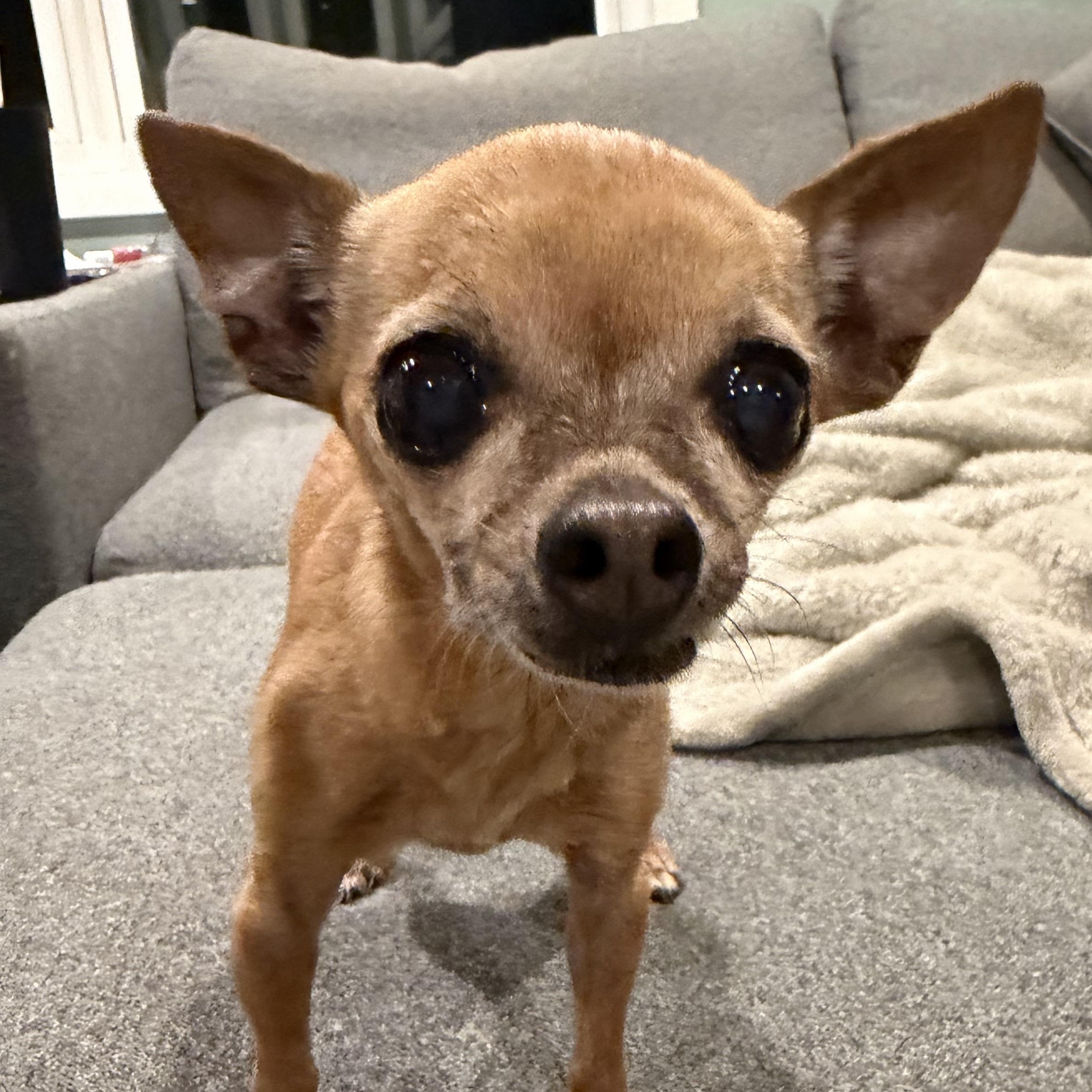 Chiquita Bonita - Adoptable Pet | Petfinder