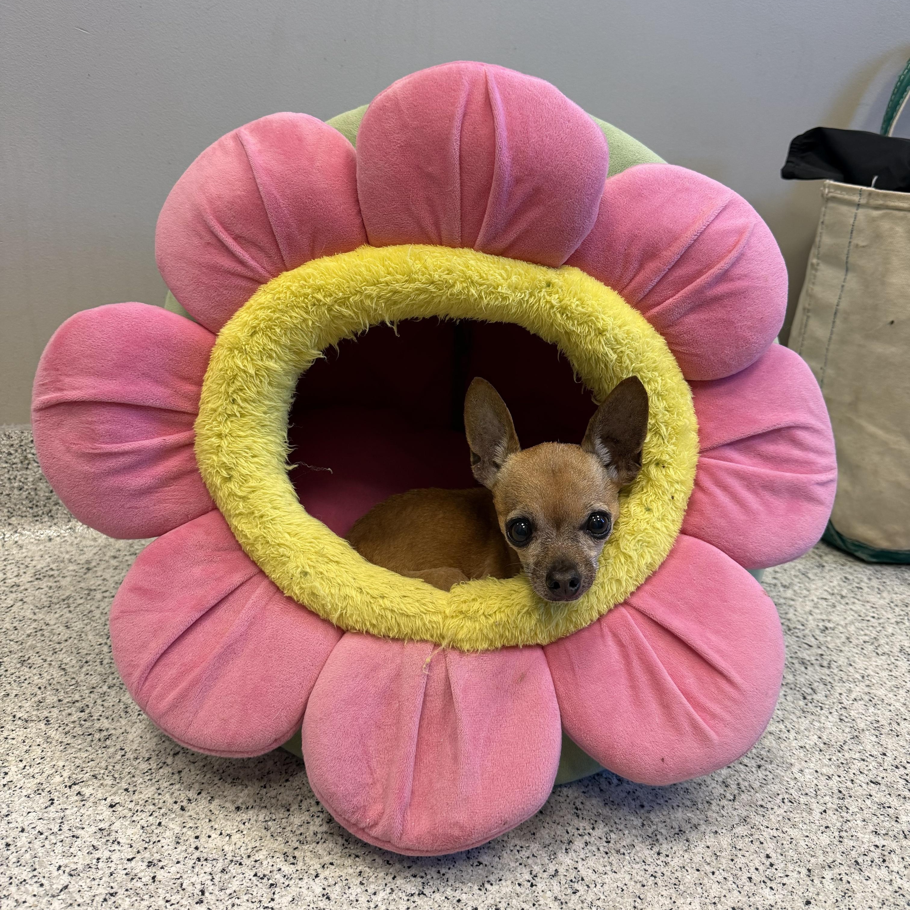 Chiquita Bonita - Adoptable Pet | Petfinder