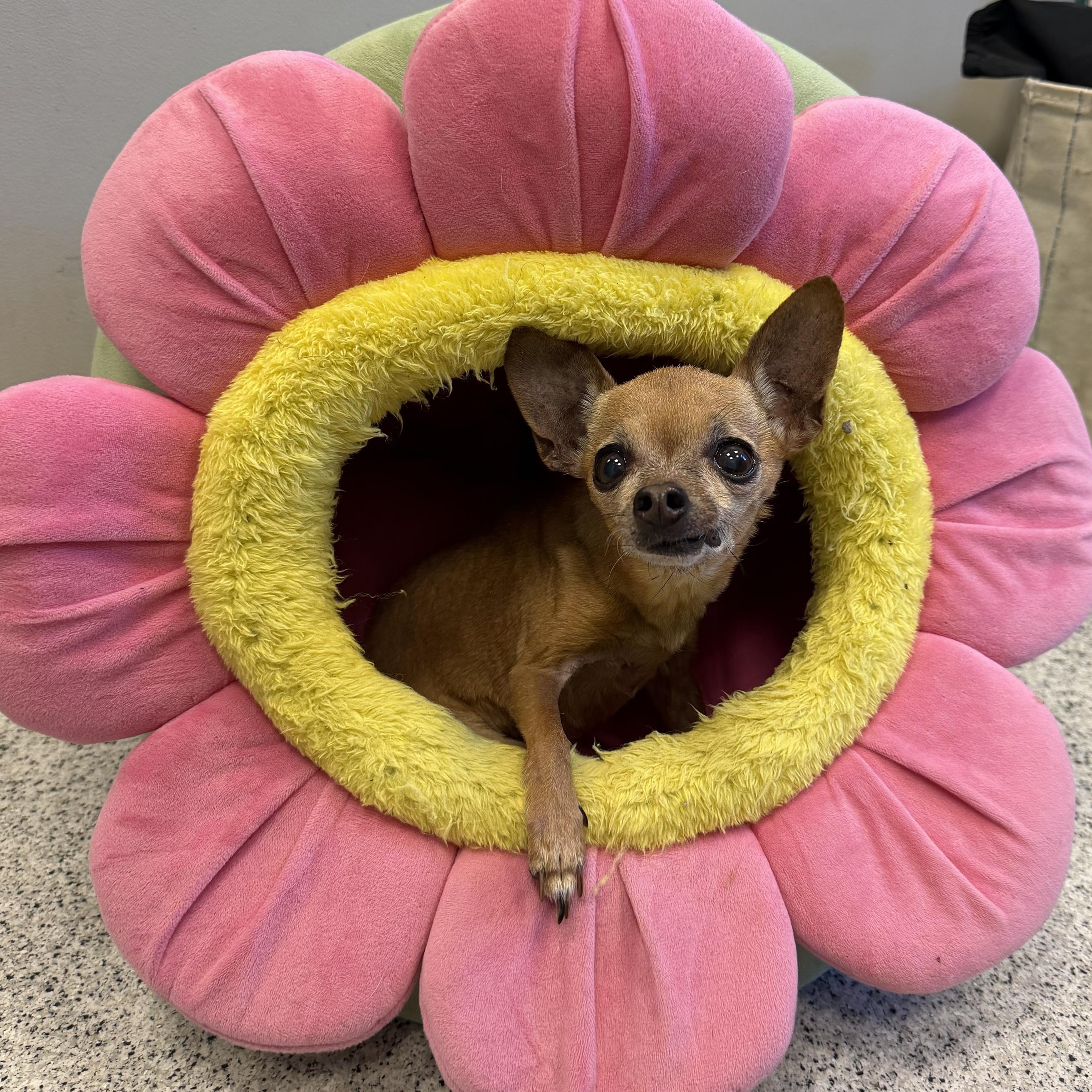 Chiquita Bonita - Adoptable Pet | Petfinder