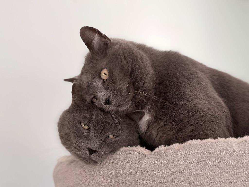 Max **Bonded with Jessie**, Adoptable, Adult Male Domestic Short Hair.
