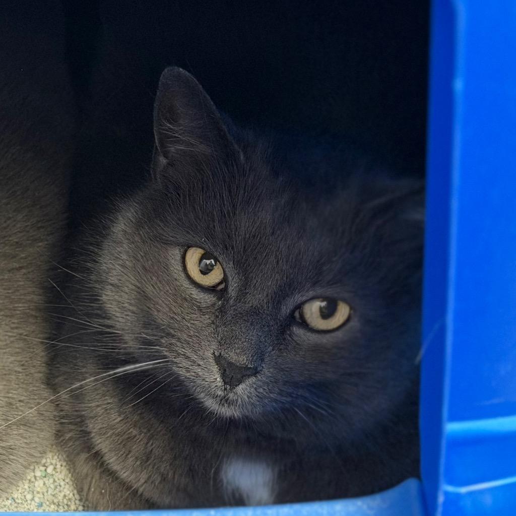 Max, Adoptable, Adult Male Domestic Short Hair.