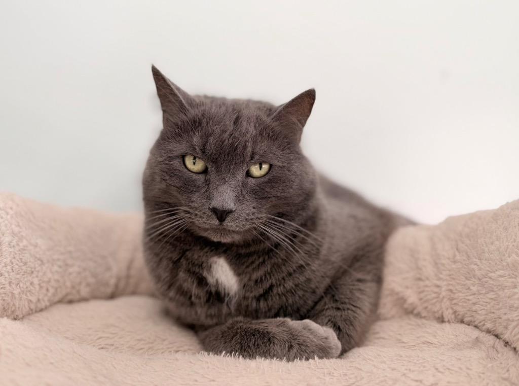 Enlarge Max **Bonded with Jessie**, a Adoptable mixed breed in Peru, NY image 2/3