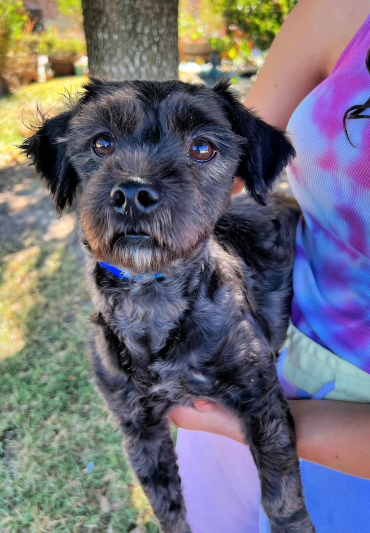 Pancho, Adopted, Adult Male Bichon Frise.