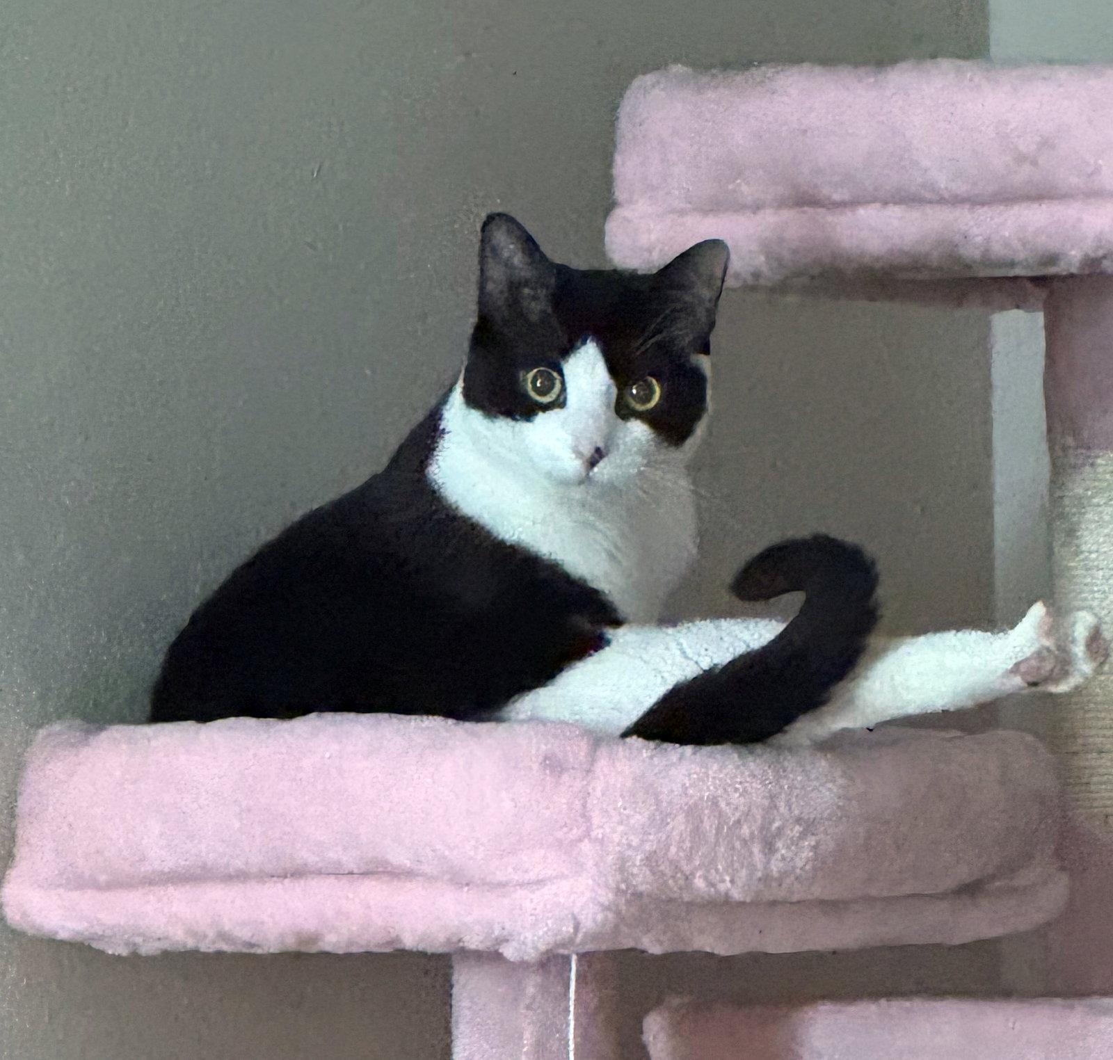 Mango & TippyToes#1942-3 - Offered by Owner, Adoptable, Adult Female Domestic Short Hair & Extra-Toes Cat / Hemingway Polydactyl.