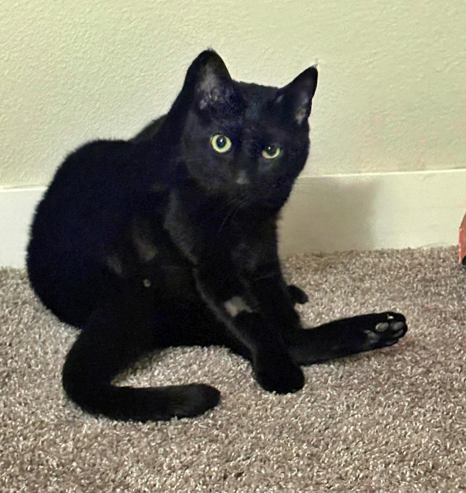 Mango & TippyToes#1942-3 - Offered by Owner, a Adoptable mixed breed in Hillsboro, OR image 2/3