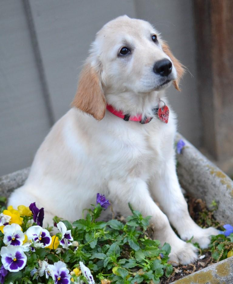 Enlarge Tess, an adopted Golden Retriever in White Plains, NY image 2/5