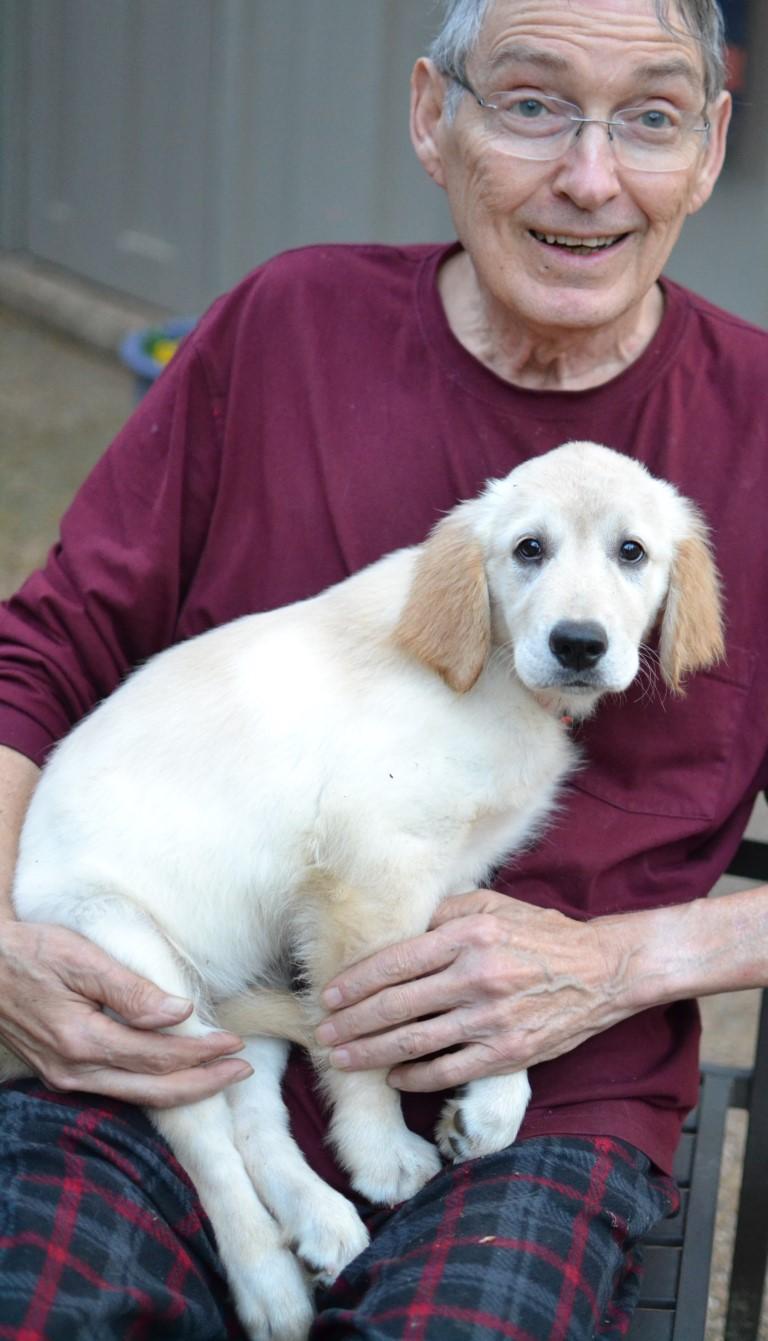 Enlarge Tess, an adopted Golden Retriever in White Plains, NY image 4/5
