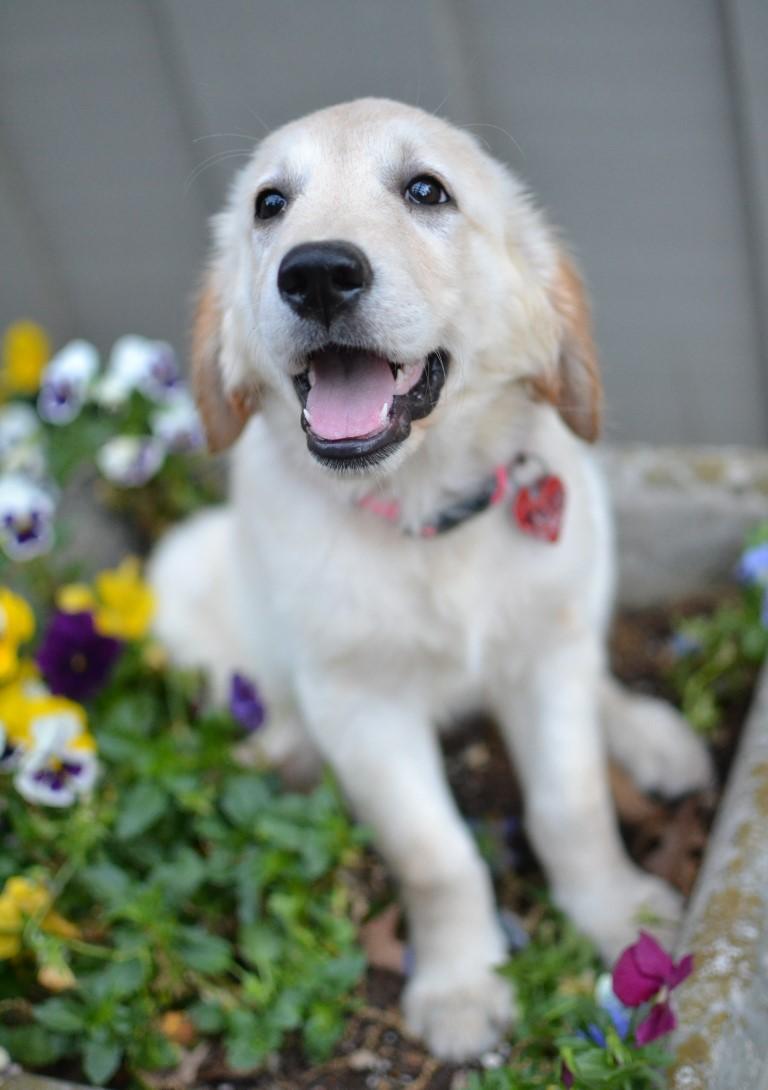 Enlarge Tess, an adopted Golden Retriever in White Plains, NY image 1/5