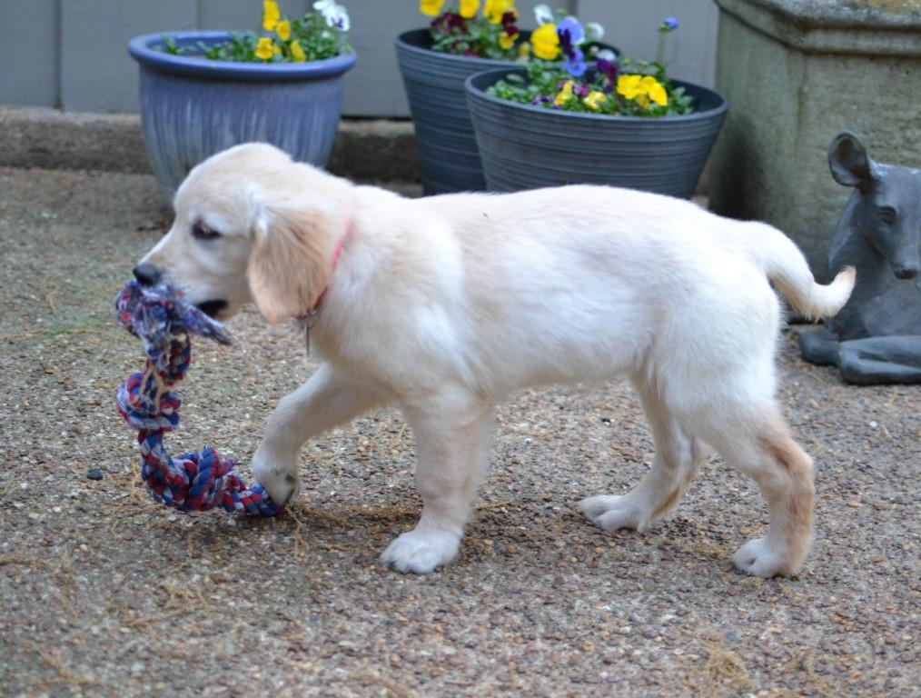 Enlarge Tess, an adopted Golden Retriever in White Plains, NY image 3/5