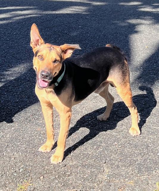 Enlarge Mo, a ADOPTABLE mixed breed in Milwaukie, OR image 1/6