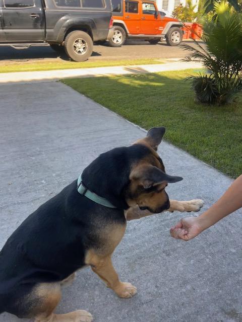 Enlarge Mo, a ADOPTABLE mixed breed in Milwaukie, OR image 4/6