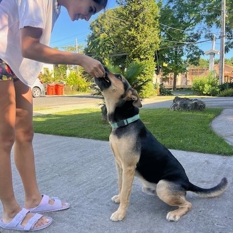 Enlarge Mo, a ADOPTABLE mixed breed in Milwaukie, OR image 5/6
