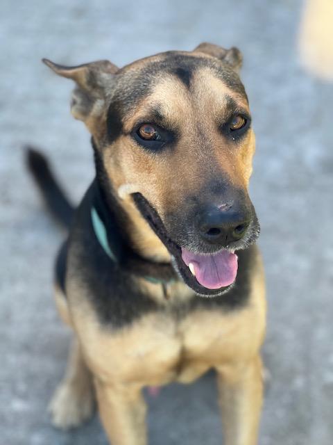 Enlarge Mo, a ADOPTABLE mixed breed in Milwaukie, OR image 3/6