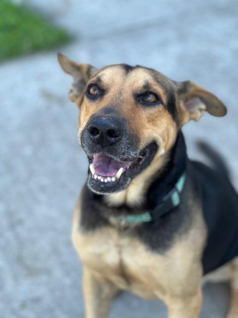 Enlarge Mo, a ADOPTABLE mixed breed in Milwaukie, OR image 6/6