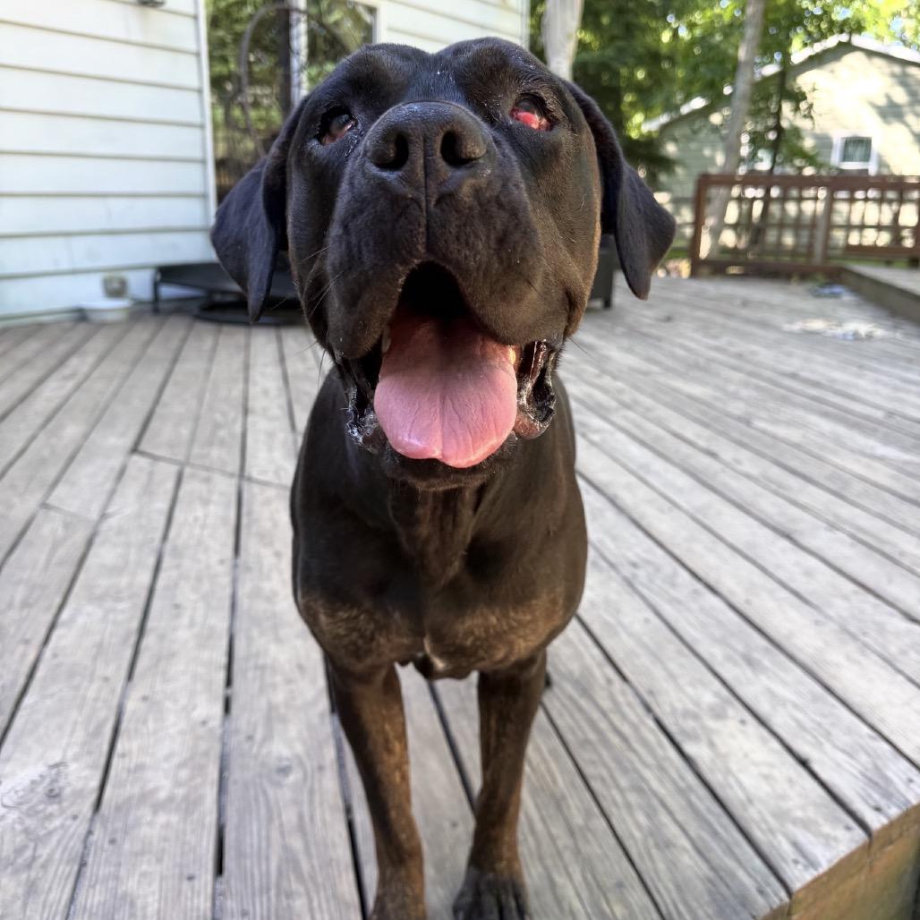 Enlarge Lyra, a Adoptable mixed breed in Medford, NJ image 1/2
