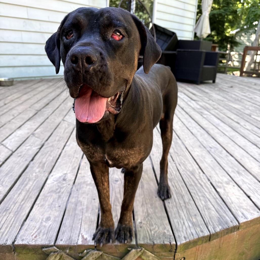 Enlarge Lyra, a Adoptable mixed breed in Medford, NJ image 2/2