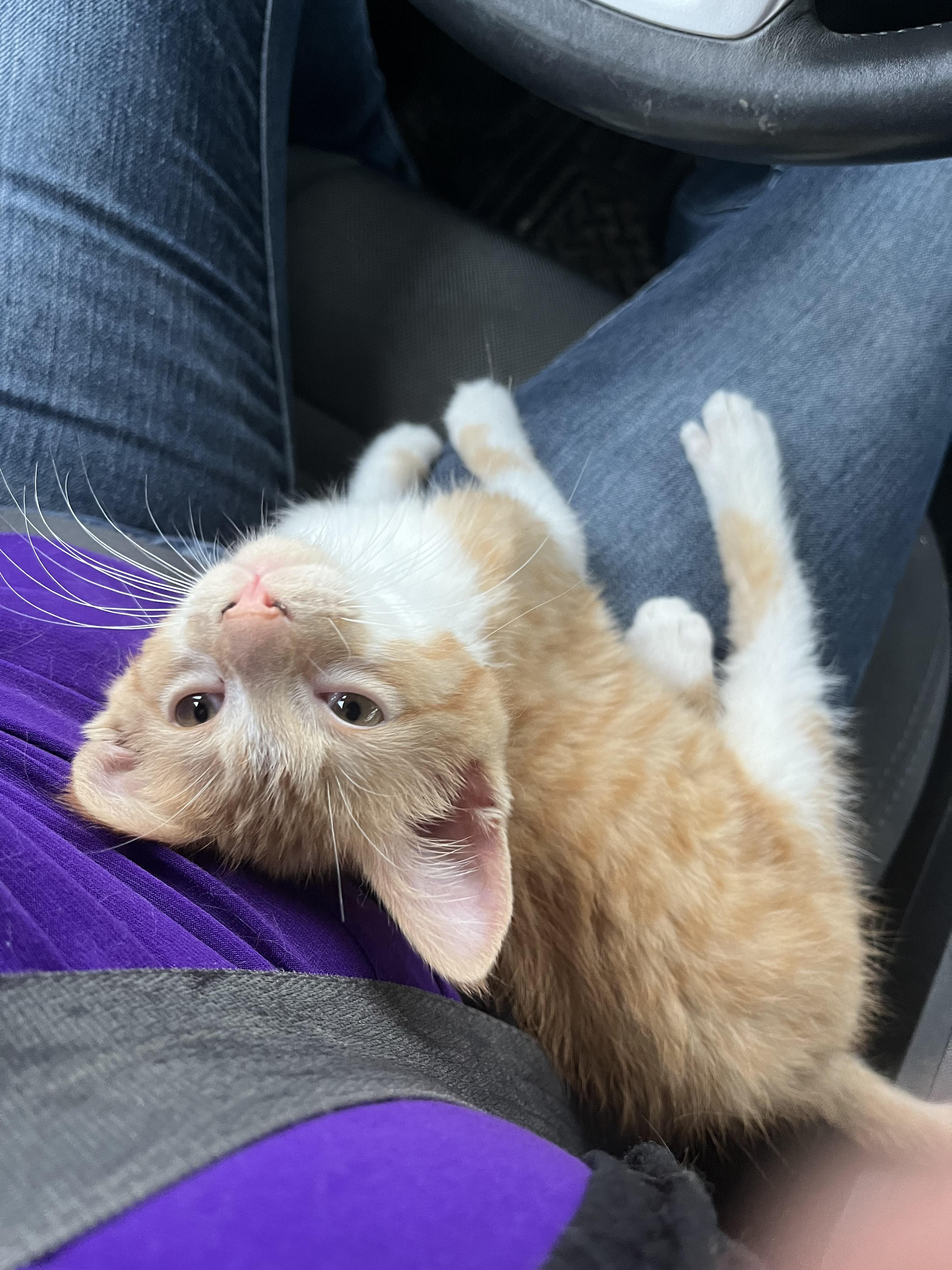 Enlarge Honey Bear, a Adopted Domestic Short Hair in CRYSTAL RIVER, FL image 1/1