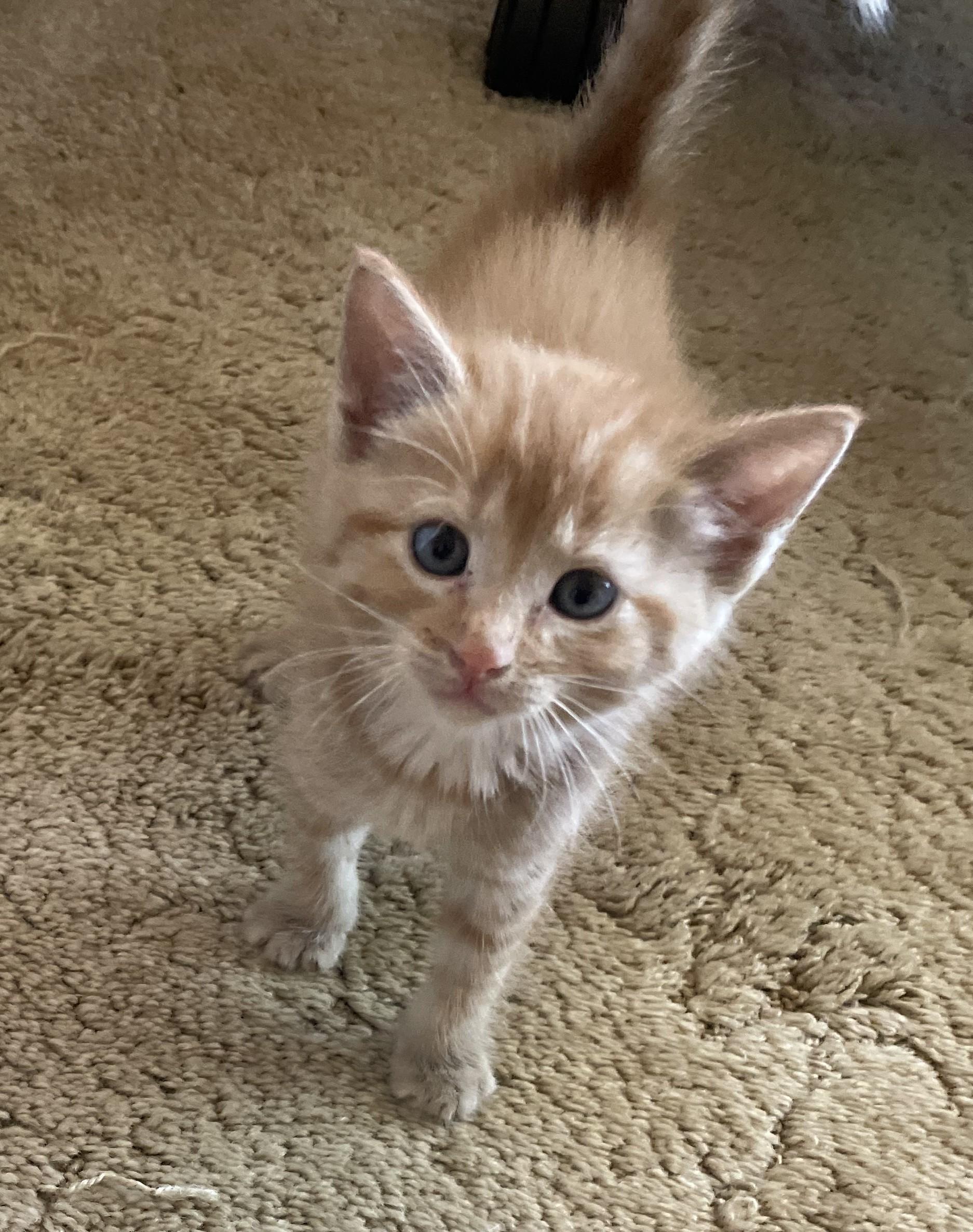 Enlarge Benny, an adopted Domestic Short Hair in Avon, NY image 1/1
